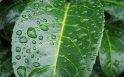 Photo of droplets on a laurel leaf