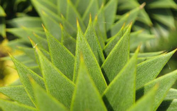 Photo of a Monkey Puzzle branch